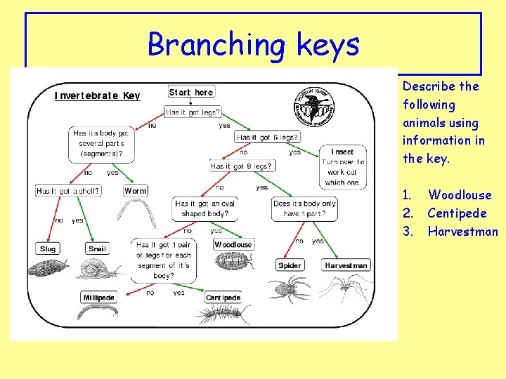 Branching keys Describe the following animals using information in the key. 1. 2. 3.