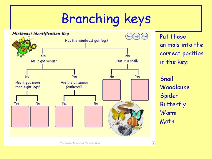 Branching keys Put these animals into the correct position in the key: Snail Woodlouse
