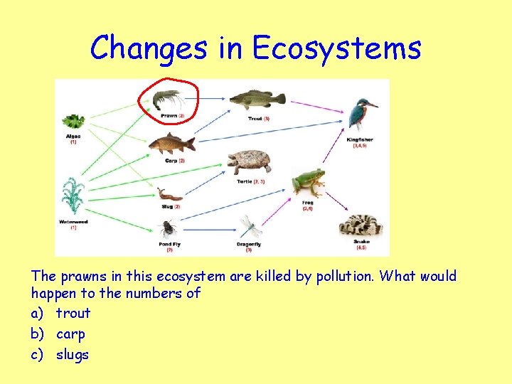 Changes in Ecosystems The prawns in this ecosystem are killed by pollution. What would