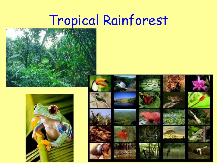 Tropical Rainforest 