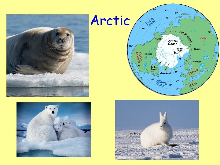 Arctic 