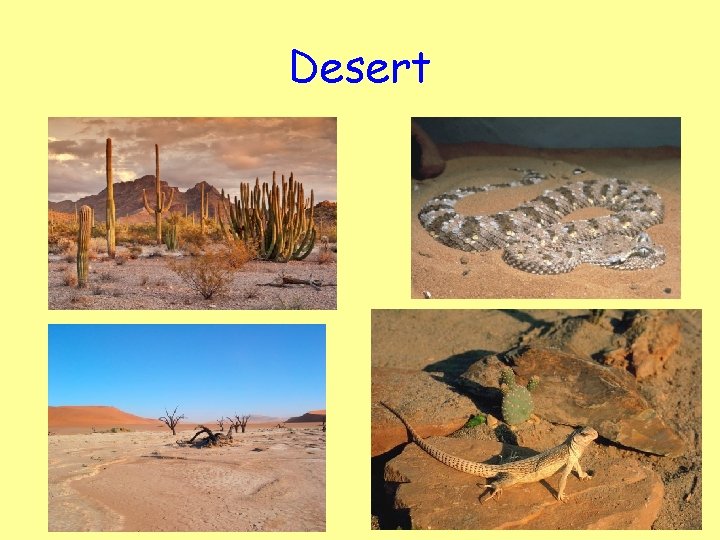 Desert 