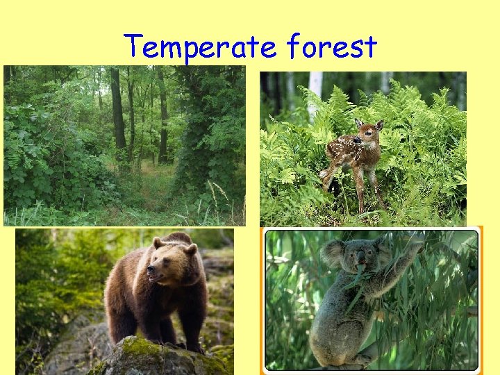 Temperate forest 