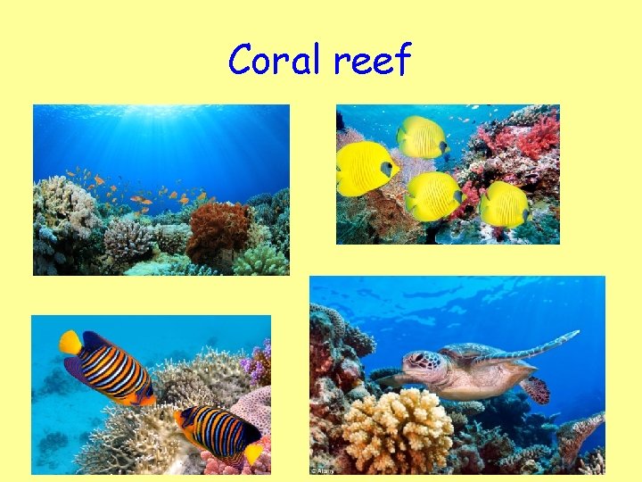 Coral reef 