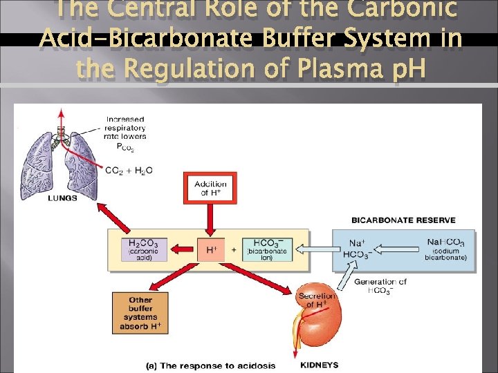 The Central Role of the Carbonic Acid-Bicarbonate Buffer System in the Regulation of Plasma