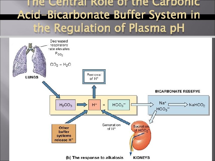 The Central Role of the Carbonic Acid-Bicarbonate Buffer System in the Regulation of Plasma
