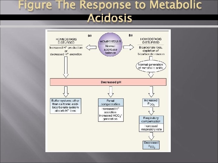 Figure The Response to Metabolic Acidosis 