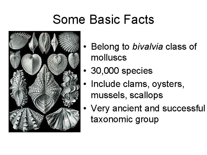 Some Basic Facts • Belong to bivalvia class of molluscs • 30, 000 species