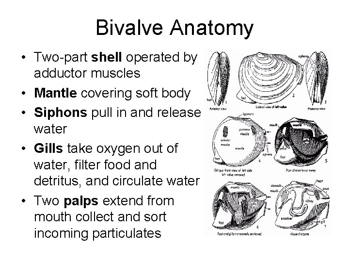 Bivalve Anatomy • Two-part shell operated by adductor muscles • Mantle covering soft body