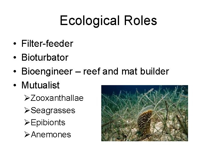 Ecological Roles • • Filter-feeder Bioturbator Bioengineer – reef and mat builder Mutualist ØZooxanthallae