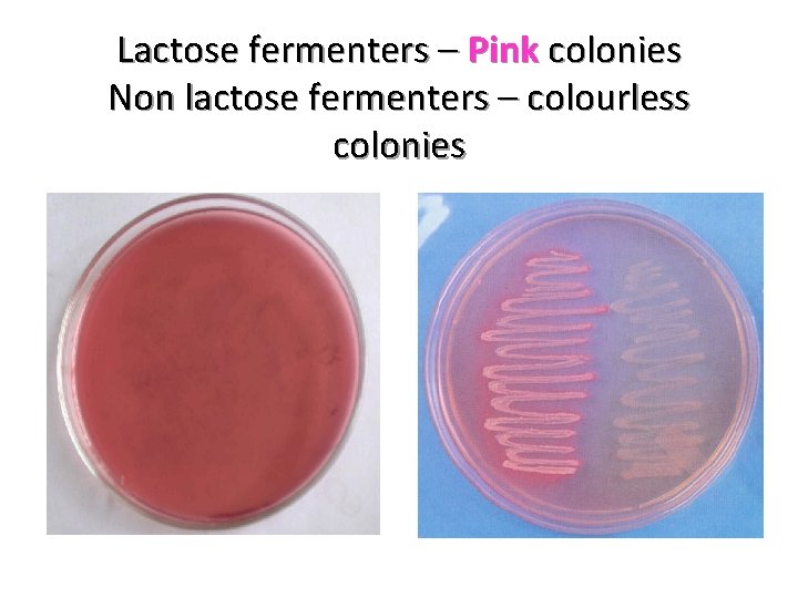 Lactose fermenters – Pink colonies Non lactose fermenters – colourless colonies 