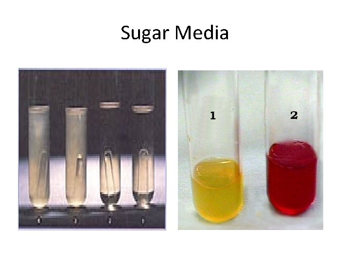 Sugar Media 