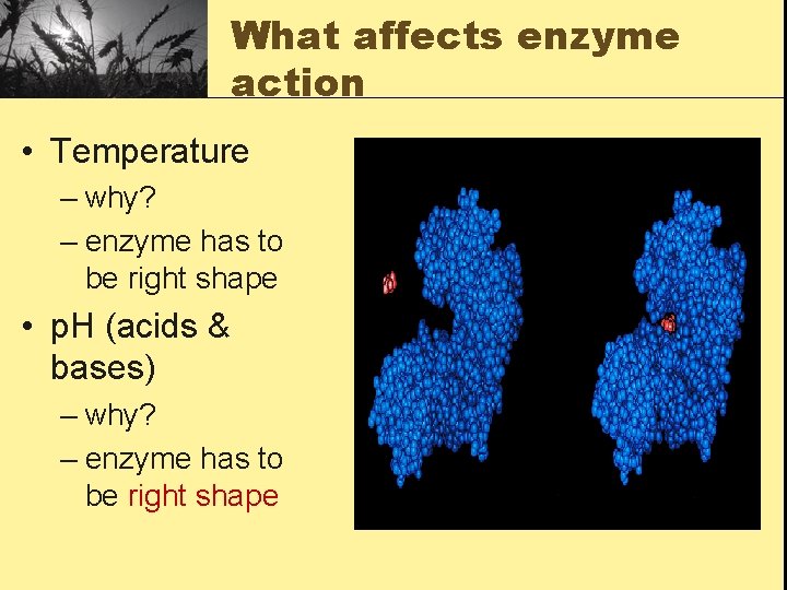 What affects enzyme action • Temperature – why? – enzyme has to be right