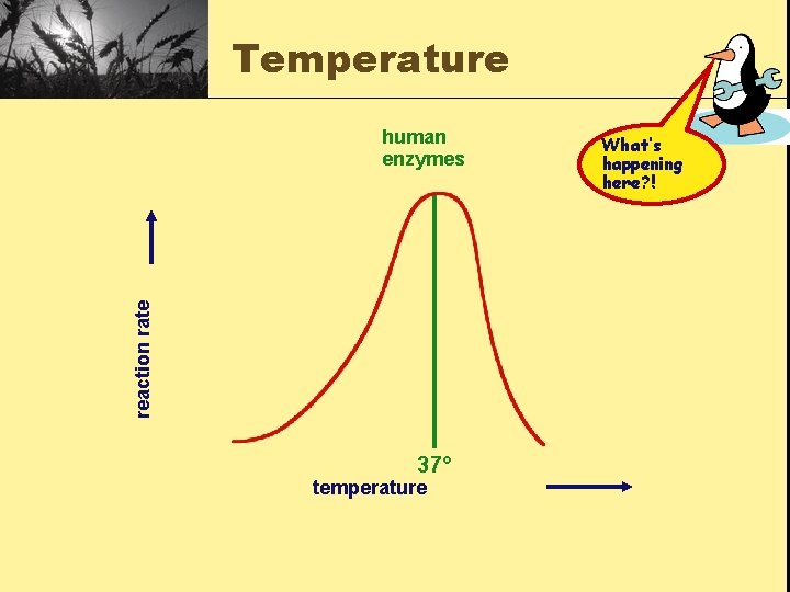 Temperature reaction rate human enzymes 37° temperature What’s happening here? ! 