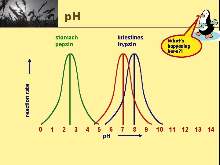 p. H intestines trypsin What’s happening here? ! reaction rate stomach pepsin 0 1