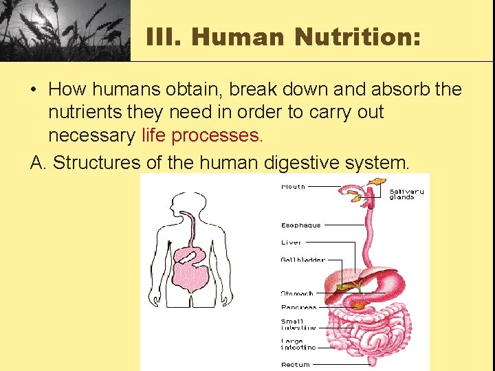 III. Human Nutrition: • How humans obtain, break down and absorb the nutrients they