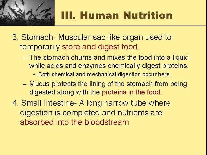III. Human Nutrition 3. Stomach- Muscular sac-like organ used to temporarily store and digest