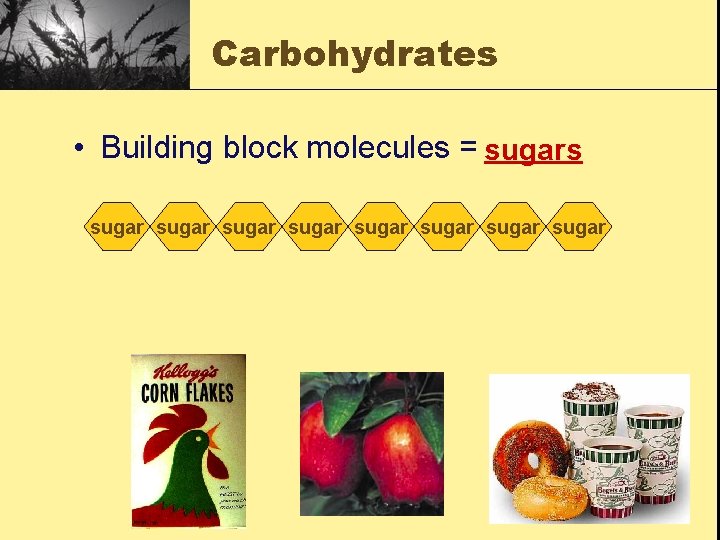 Carbohydrates • Building block molecules = sugars sugar sugar 
