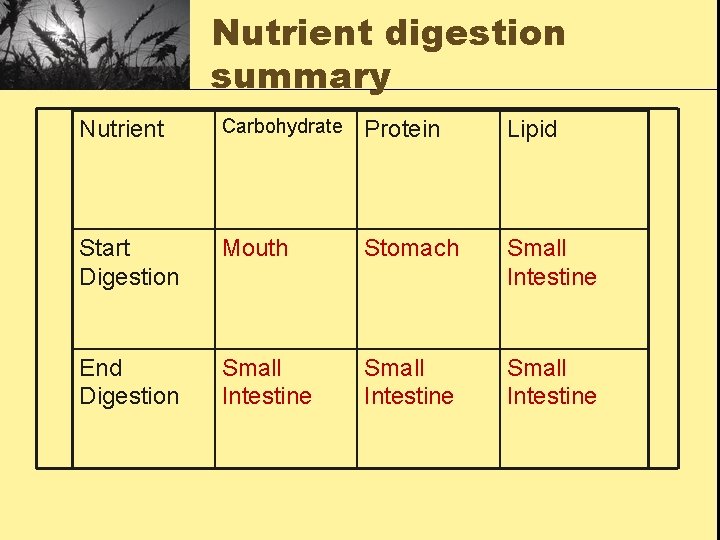 Nutrient digestion summary Nutrient Carbohydrate Protein Lipid Start Digestion Mouth Stomach Small Intestine End