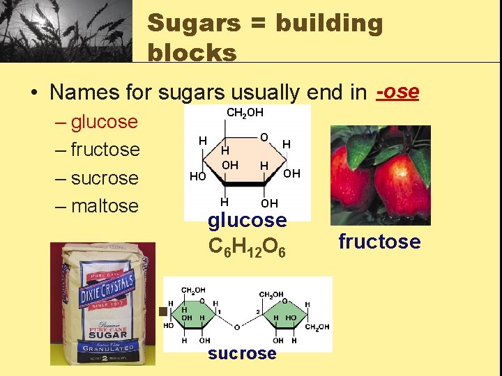 Sugars = building blocks • Names for sugars usually end in -ose – glucose