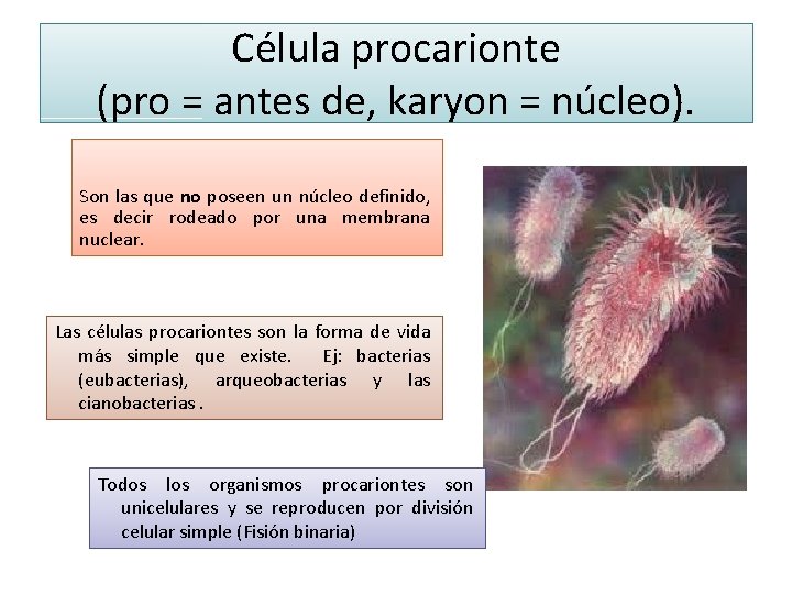 Célula procarionte (pro = antes de, karyon = núcleo). Son las que no poseen