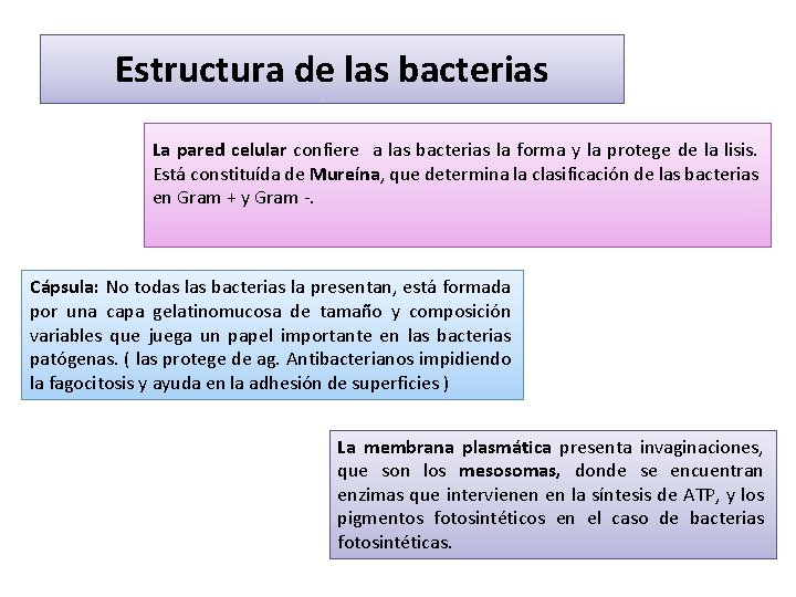 Estructura de las bacterias La pared celular confiere a las bacterias la forma y