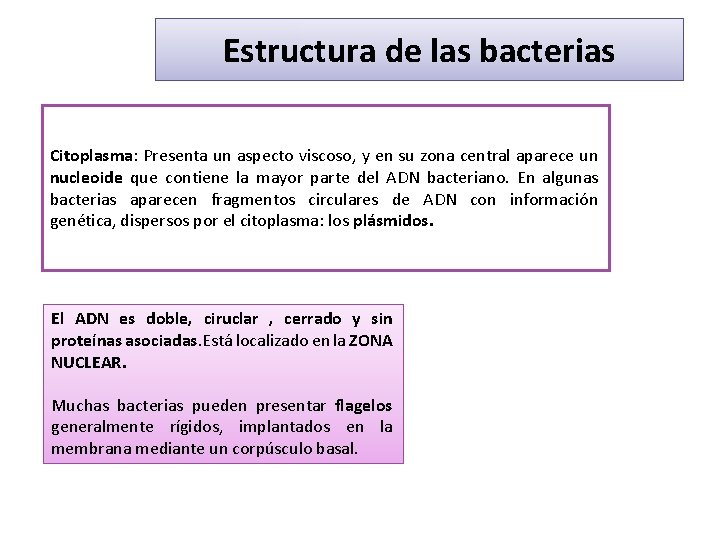 Estructura de las bacterias Citoplasma: Presenta un aspecto viscoso, y en su zona central