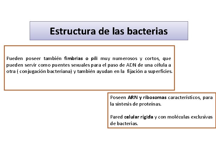 Estructura de las bacterias Pueden poseer también fimbrias o pili muy numerosos y cortos,