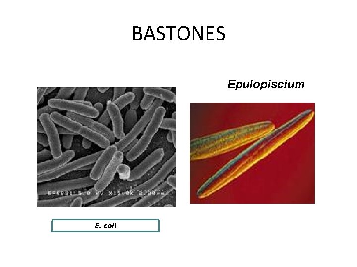 BASTONES Epulopiscium E. coli 