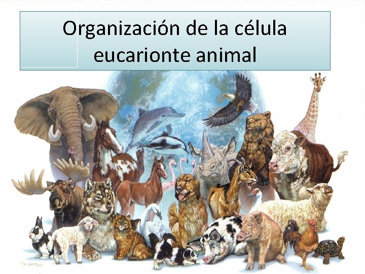 Organización de la célula eucarionte animal 