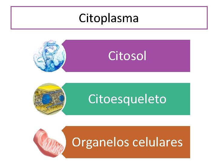 Citoplasma Citosol Citoesqueleto Organelos celulares 