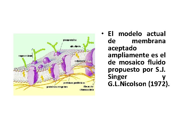  • El modelo actual de membrana aceptado ampliamente es el de mosaico fluido