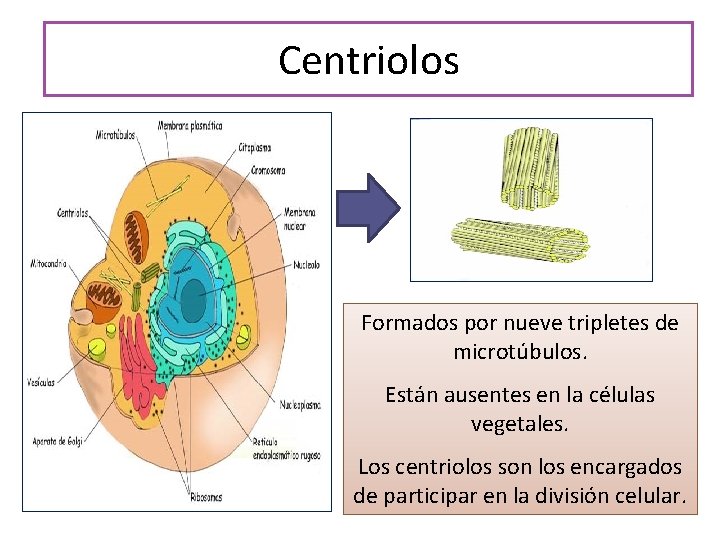 Centriolos Formados por nueve tripletes de microtúbulos. Están ausentes en la células vegetales. Los