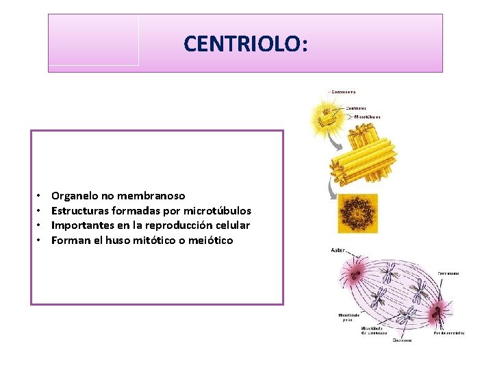 CENTRIOLO: • • Organelo no membranoso Estructuras formadas por microtúbulos Importantes en la reproducción