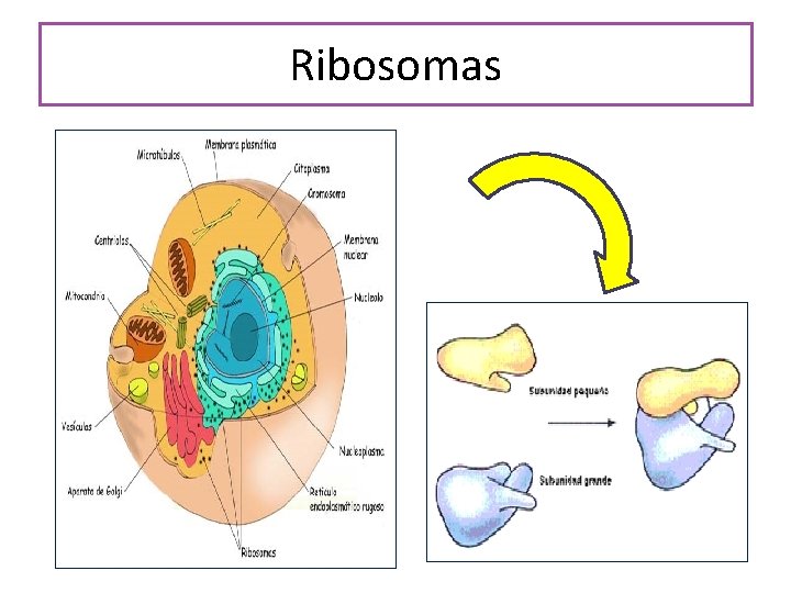 Ribosomas 