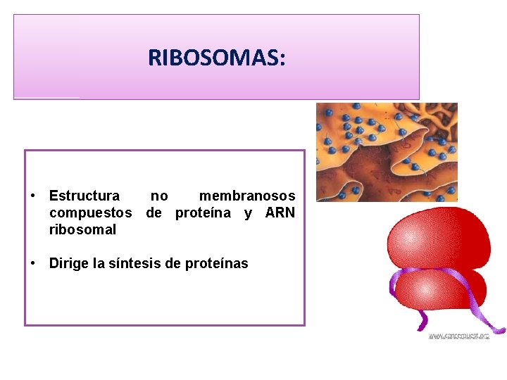 RIBOSOMAS: • Estructura no membranosos compuestos de proteína y ARN ribosomal • Dirige la