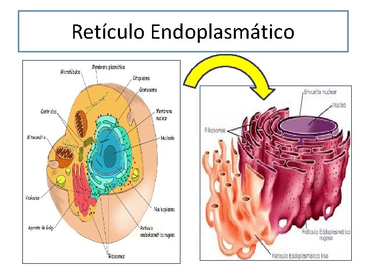 Retículo Endoplasmático 