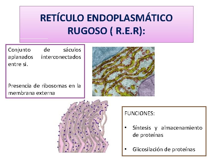 RETÍCULO ENDOPLASMÁTICO RUGOSO ( R. E. R): Conjunto aplanados entre si. de sáculos interconectados