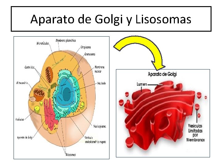 Aparato de Golgi y Lisosomas 
