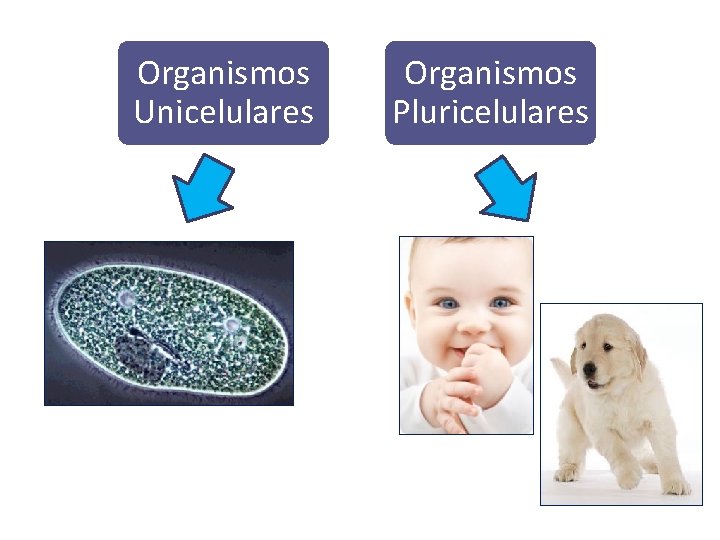 Organismos Unicelulares Organismos Pluricelulares 