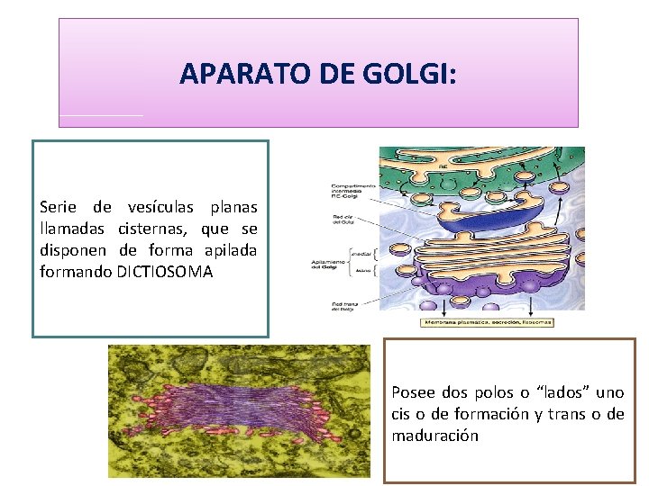 APARATO DE GOLGI: Serie de vesículas planas llamadas cisternas, que se disponen de forma
