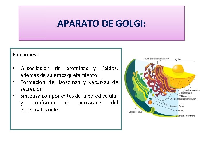 APARATO DE GOLGI: Funciones: • Glicosilación de proteínas y lípidos, además de su empaquetamiento