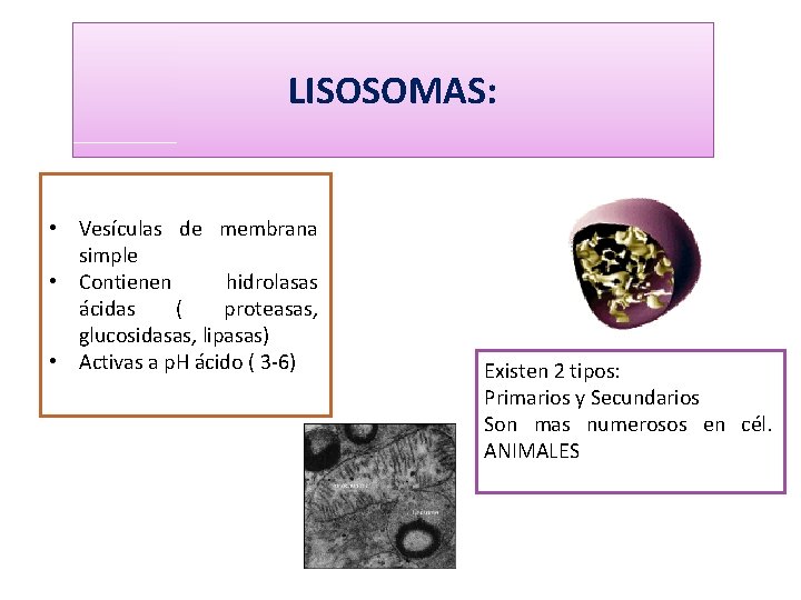 LISOSOMAS: • Vesículas de membrana simple • Contienen hidrolasas ácidas ( proteasas, glucosidasas, lipasas)