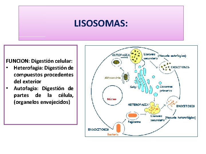 LISOSOMAS: FUNCION: Digestión celular: • Heterofagia: Digestión de compuestos procedentes del exterior • Autofagia: