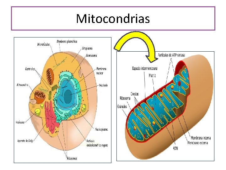 Mitocondrias 