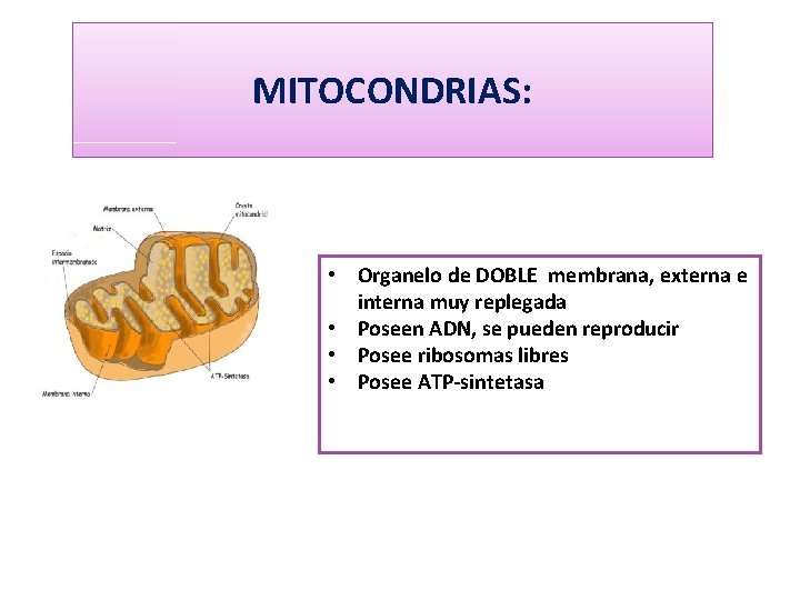 MITOCONDRIAS: • Organelo de DOBLE membrana, externa e interna muy replegada • Poseen ADN,