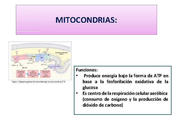 MITOCONDRIAS: Funciones: • Produce energía bajo la forma de ATP en base a la