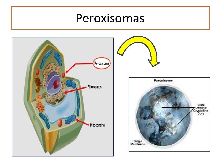 Peroxisomas 
