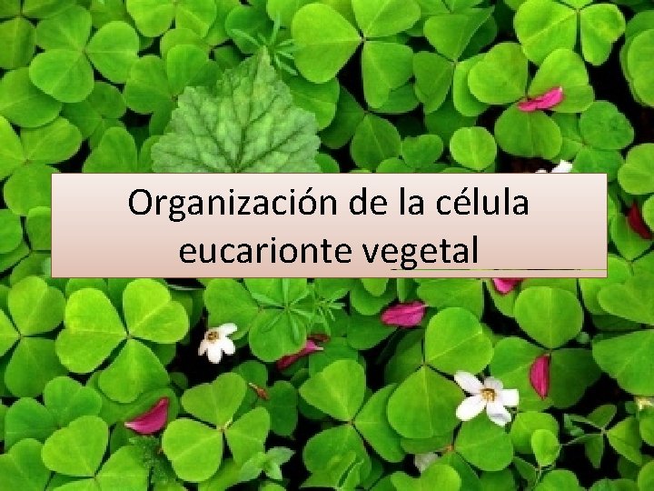 Organización de la célula eucarionte vegetal 
