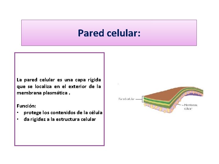 Pared celular: La pared celular es una capa rígida que se localiza en el